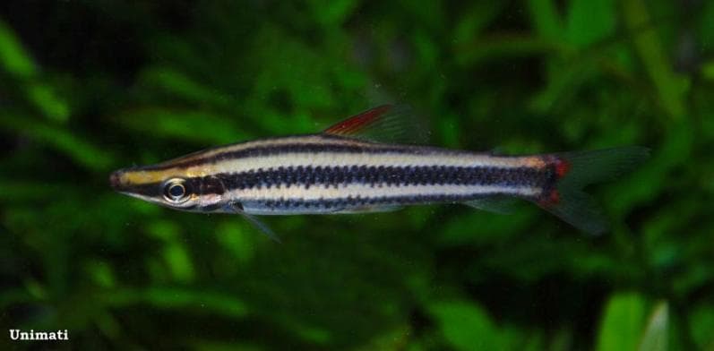 Anostomus anostomus photo