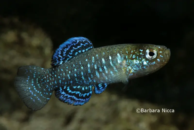 Aphanius mento photo