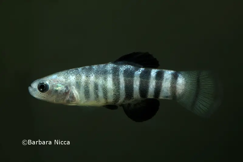 Aphanius transgrediens photo