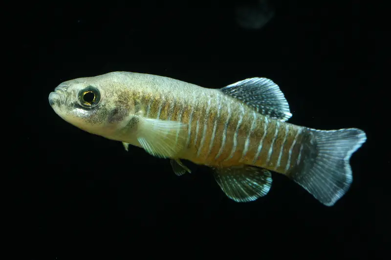 Aphanius arakensis photo