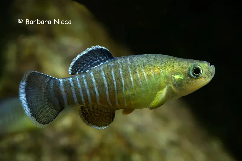 Aphanius farsicus photo