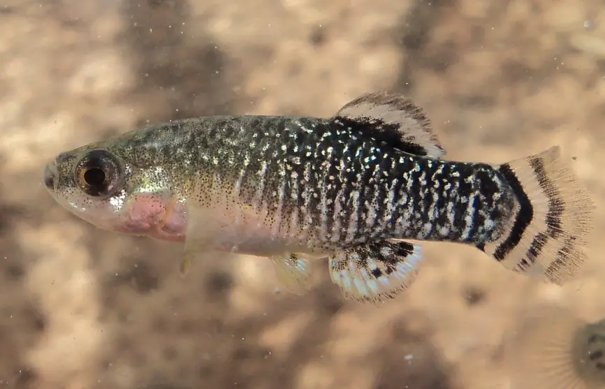 Aphanius iberus photo