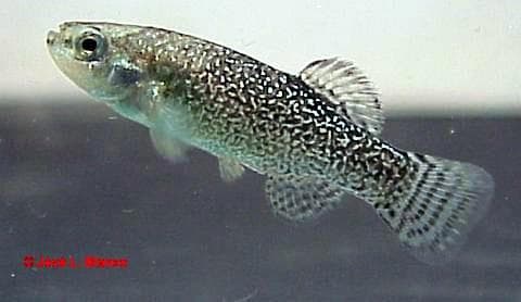 Aphanius saourensis photo