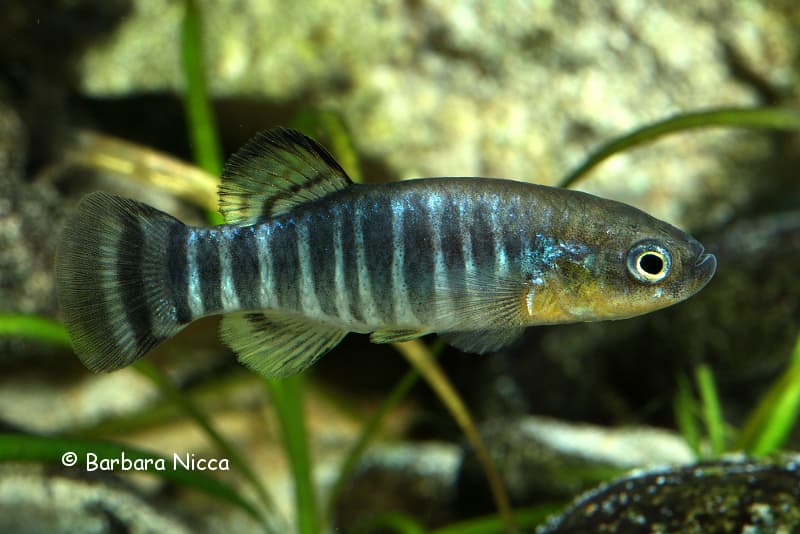 Aphanius sirhani photo