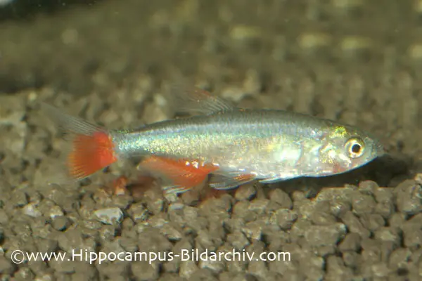 Aphyocharax anisitsi photo