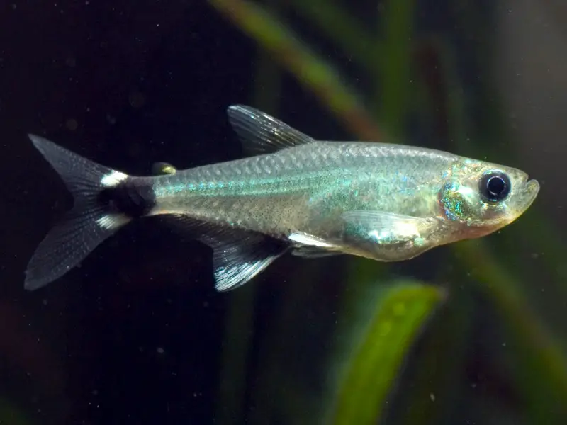 Aphyocharax nattereri photo