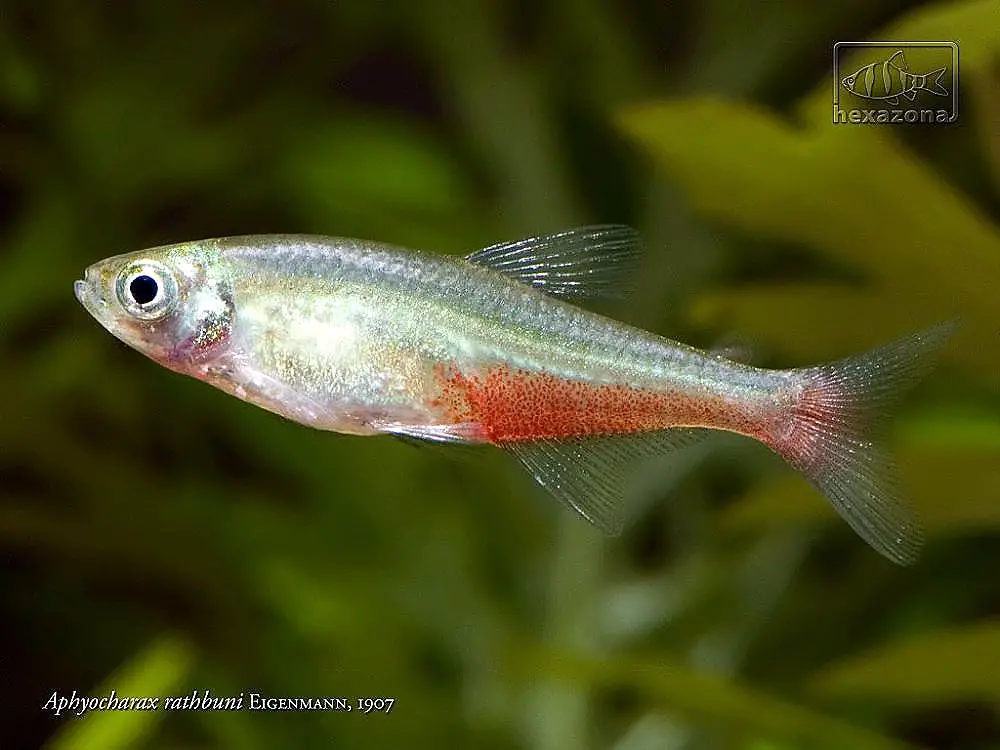 Aphyocharax rathbuni photo