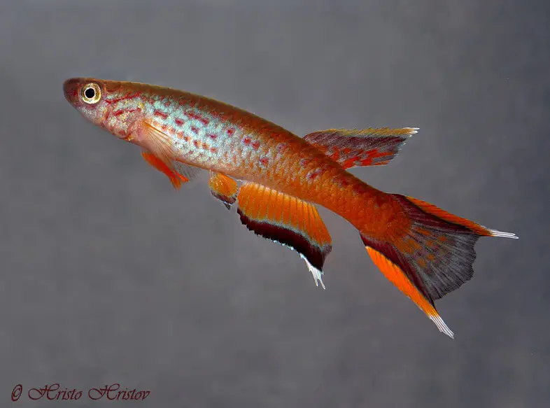 Aphyosemion australe photo