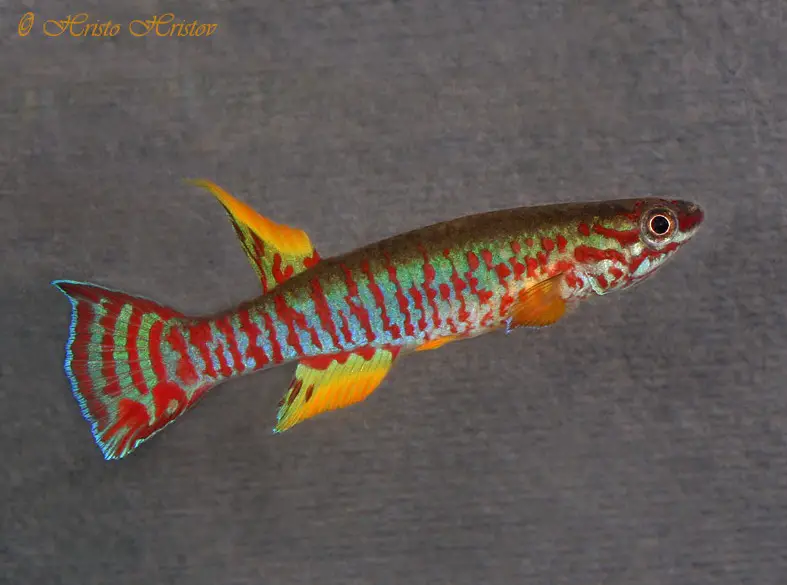 Aphyosemion bualanum photo