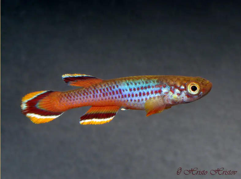 Aphyosemion celiae photo