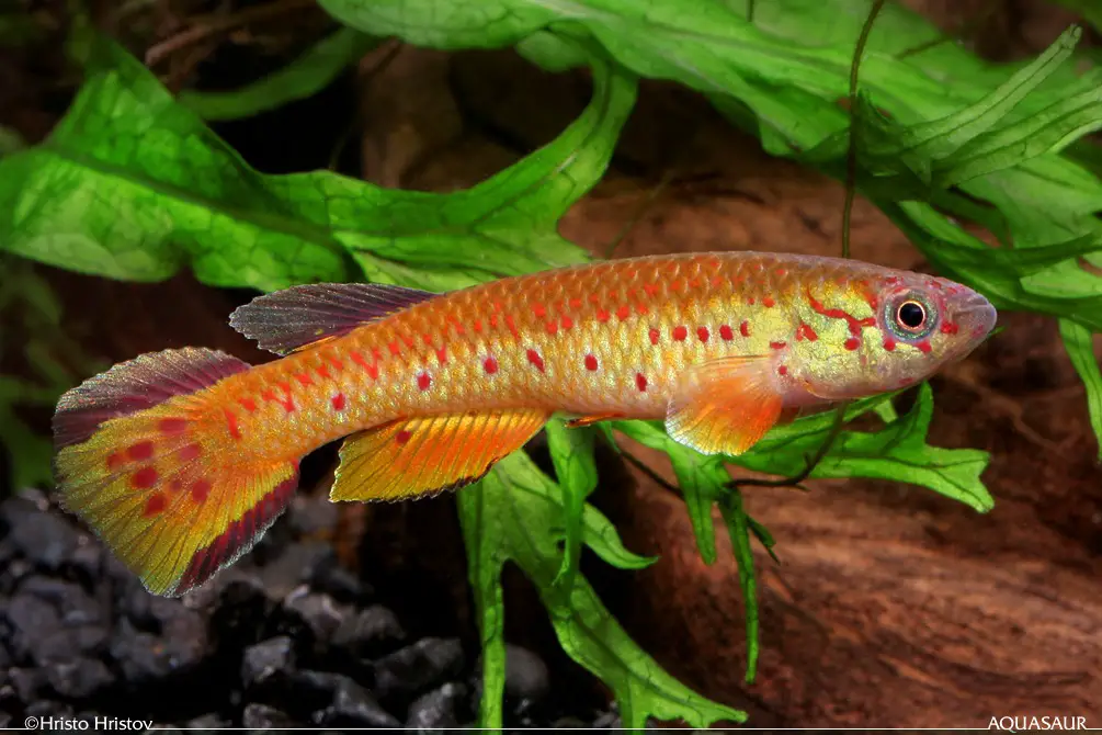 Aphyosemion congicum photo