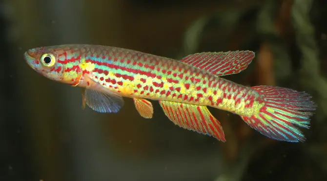 Aphyosemion bochtleri photo