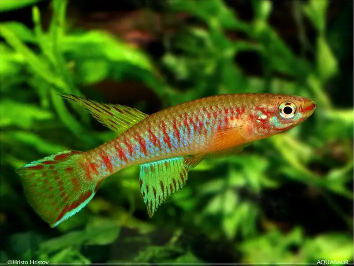 Aphyosemion elberti photo