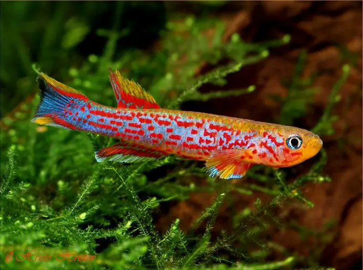 Aphyosemion hanneloreae photo