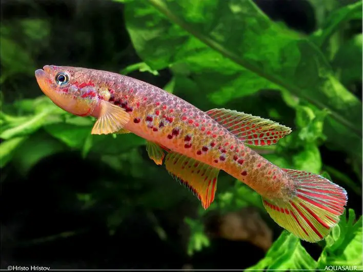 Aphyosemion herzogi photo