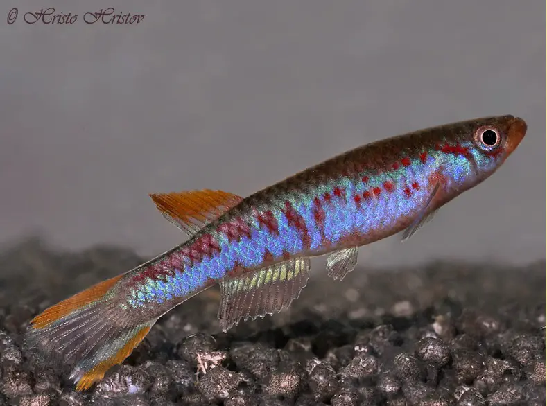 Aphyosemion mimbon photo