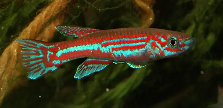 Aphyosemion ogoense photo
