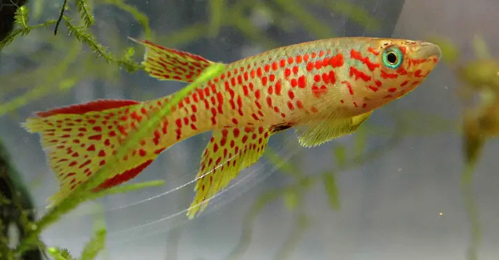 Aphyosemion rectogoense photo