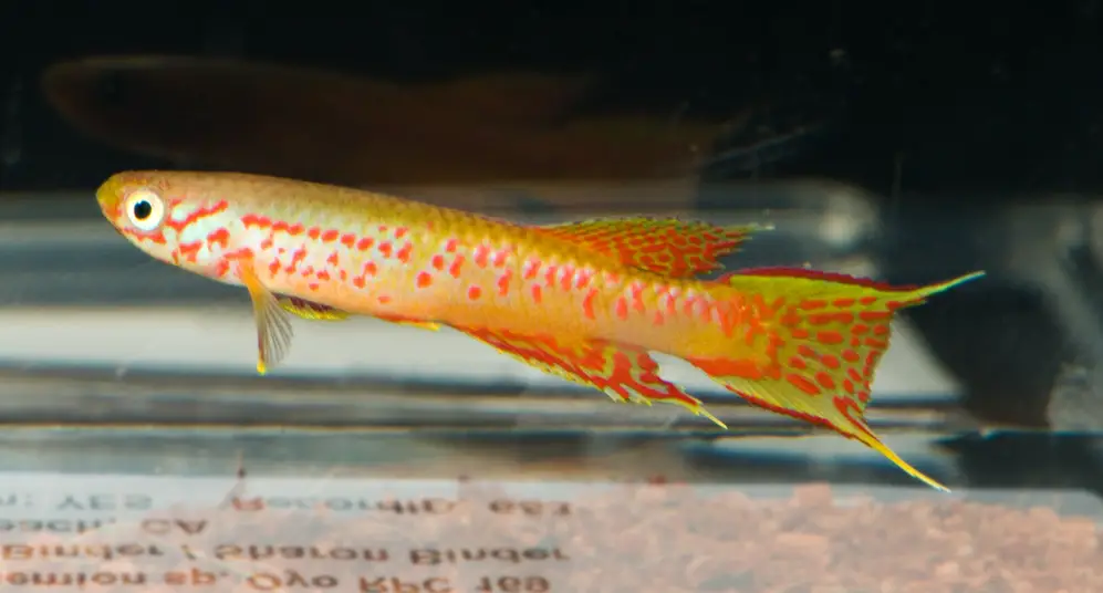 Aphyosemion sp. oyo rpc 91/8 photo