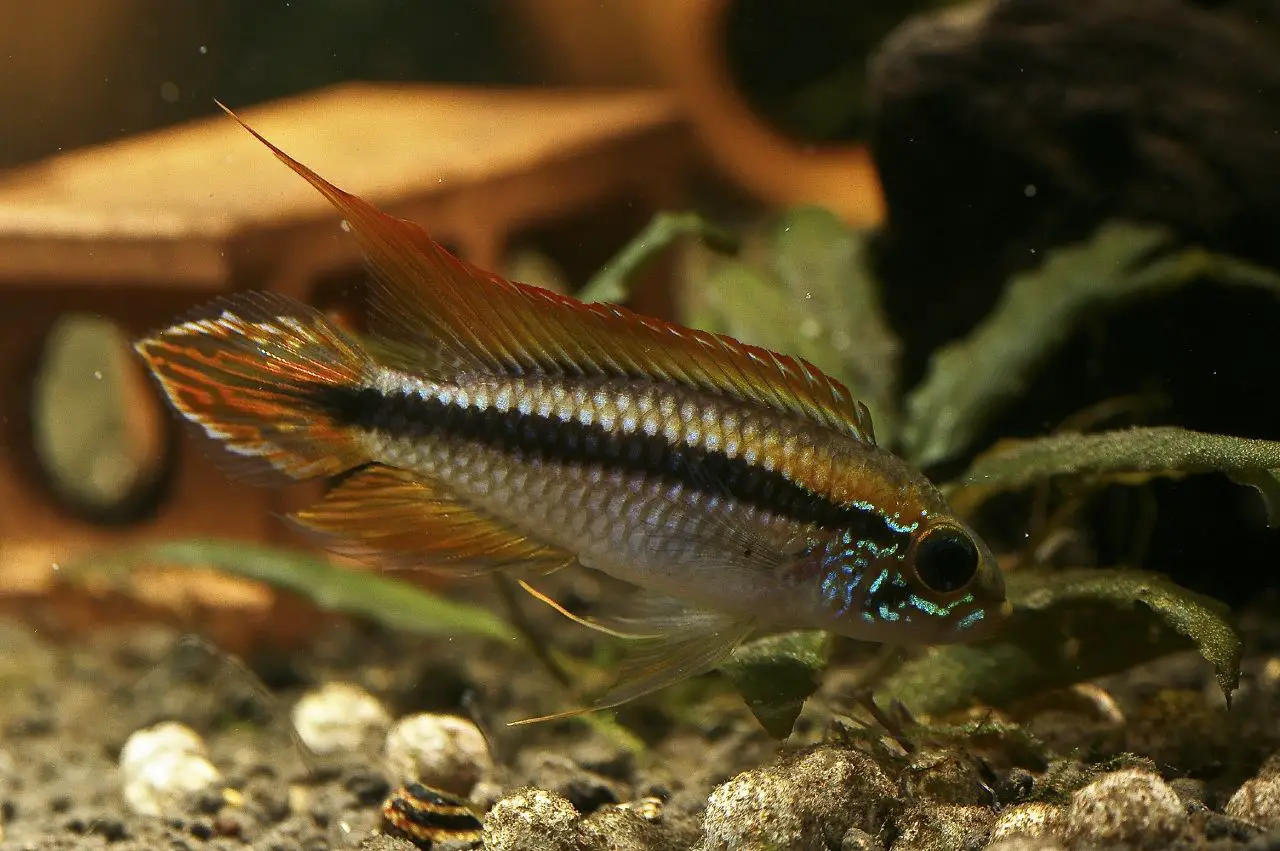Apistogramma agassizii photo