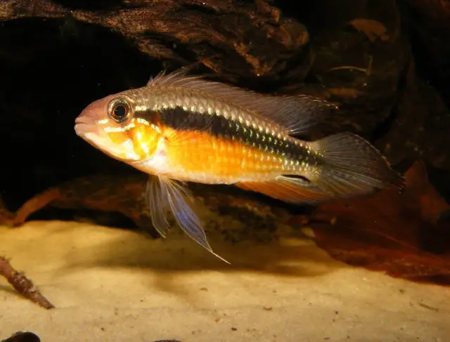 Apistogramma elizabethae photo