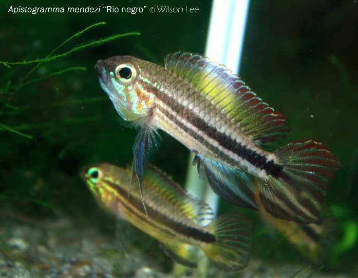 Apistogramma mendezi photo