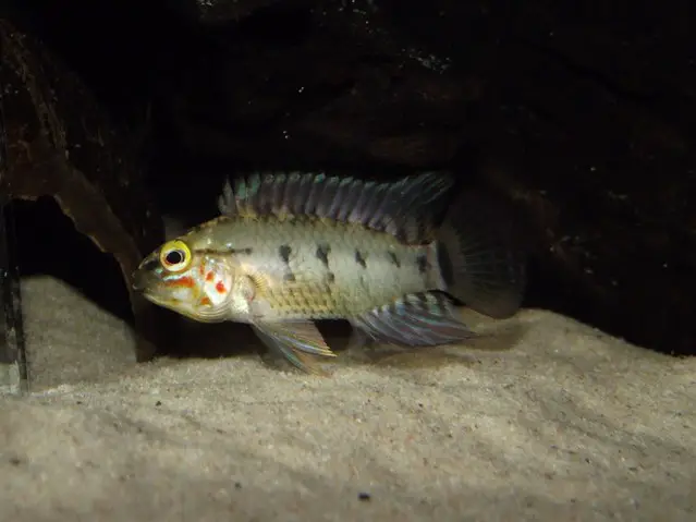 Apistogramma paulmuelleri photo