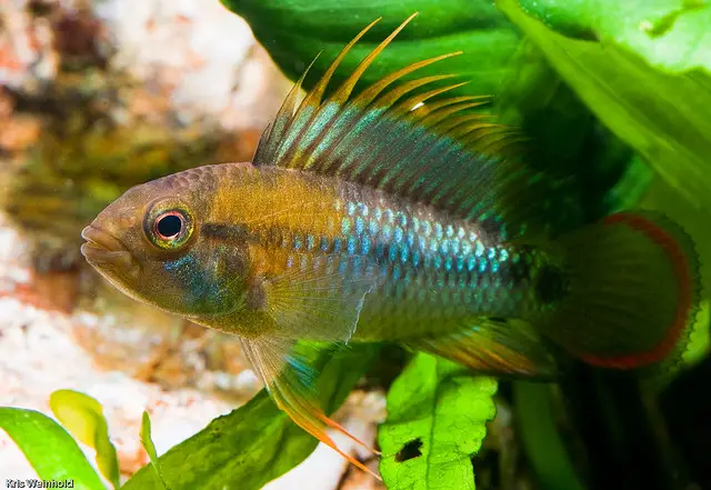 Apistogramma baenschi photo