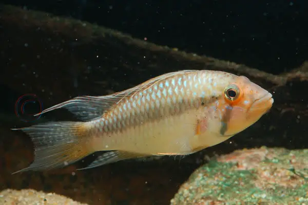 Apistogramma barlowi photo