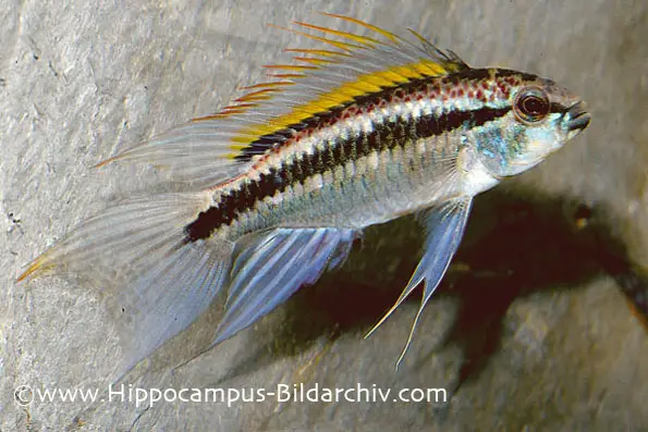 Apistogramma bitaeniata photo