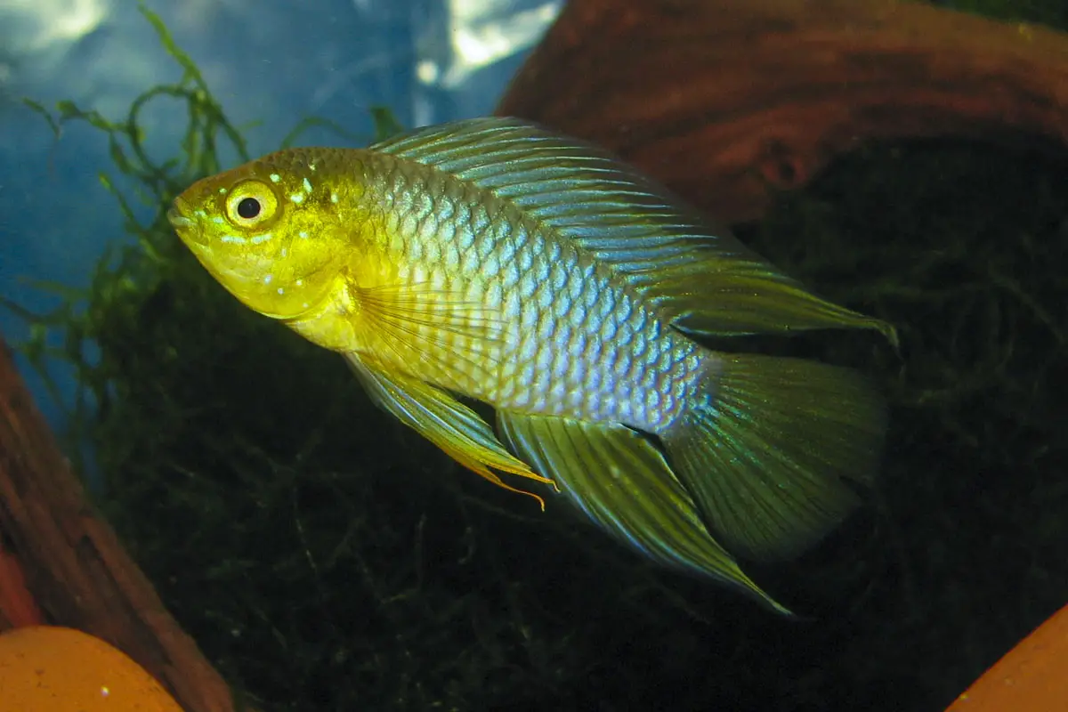 Apistogramma borellii photo