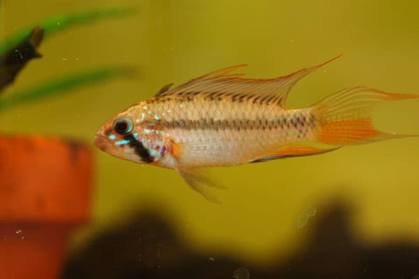 Apistogramma sp. breitbinden photo