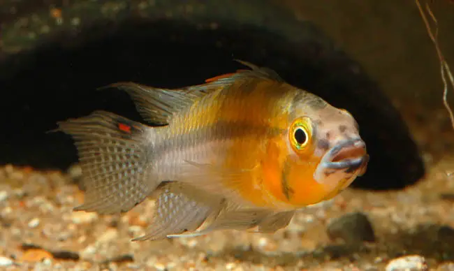 Apistogramma cacatuoides photo