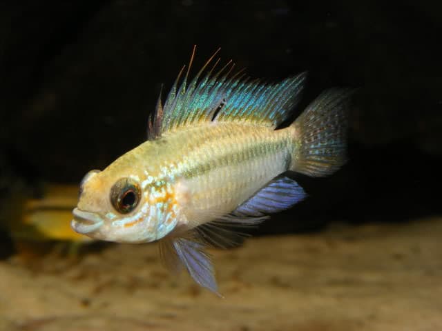 Apistogramma eremnopyge photo