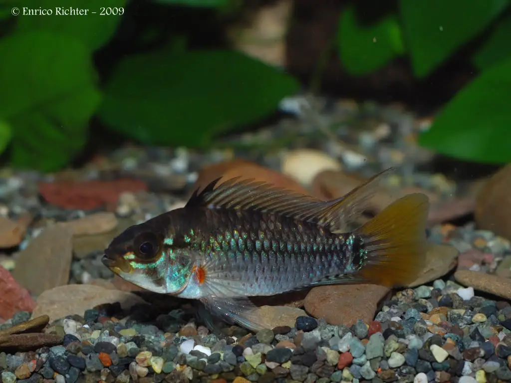 Apistogramma eunotus photo