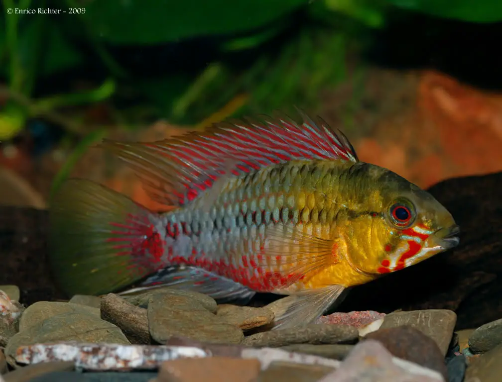 Apistogramma hongsloi photo
