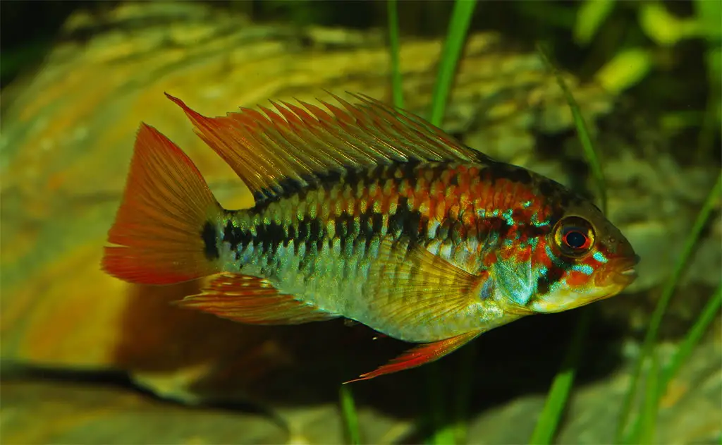 Apistogramma macmasteri photo