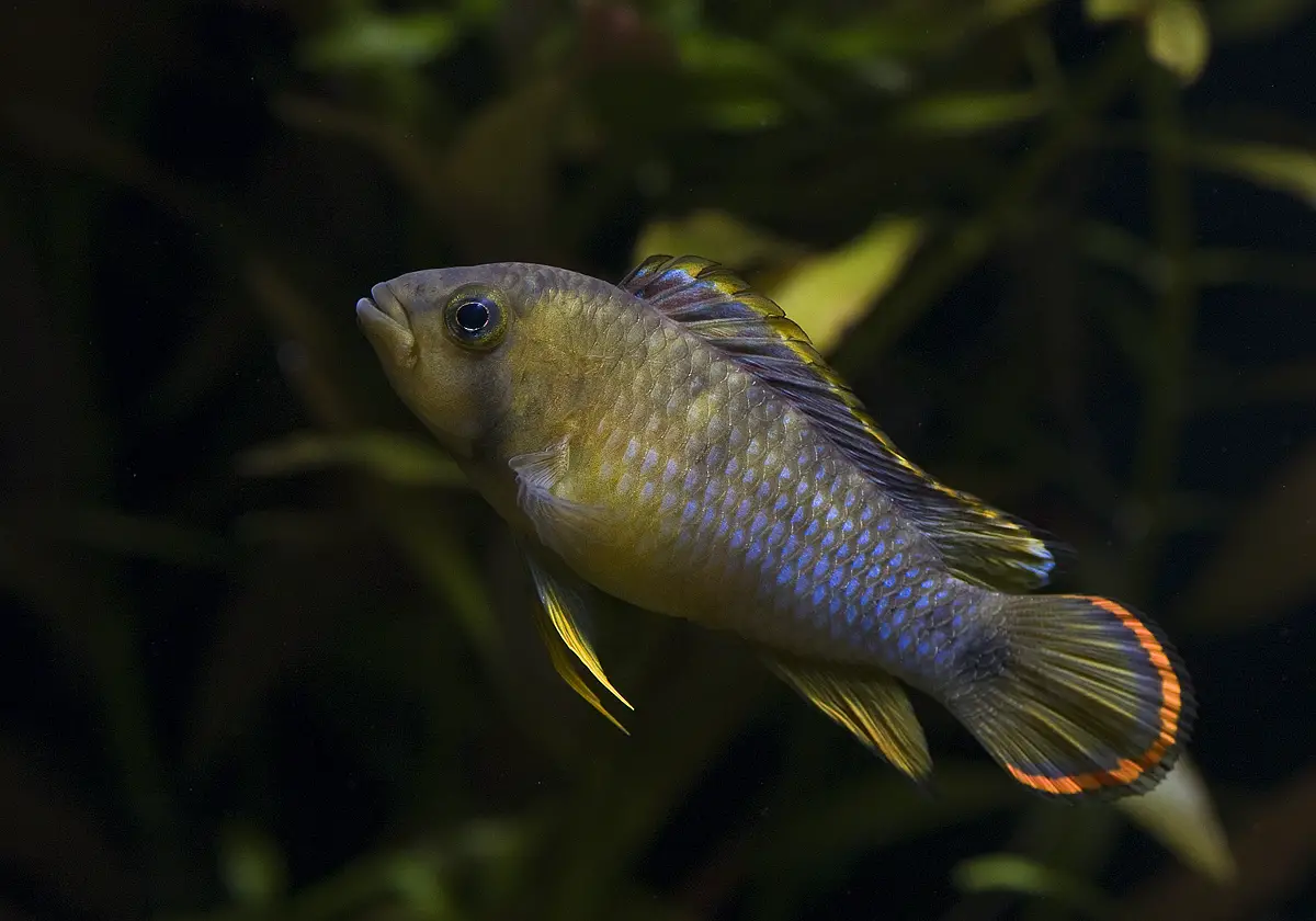 Apistogramma nijsseni photo