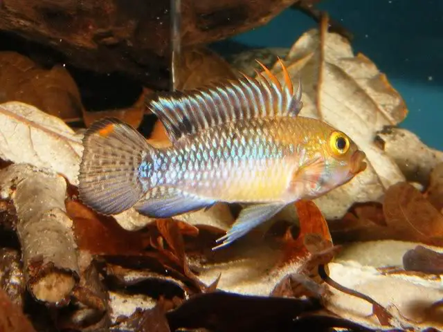 Apistogramma norberti photo