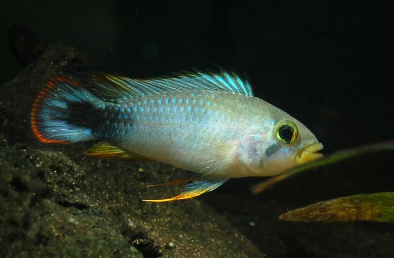 Apistogramma panduro photo