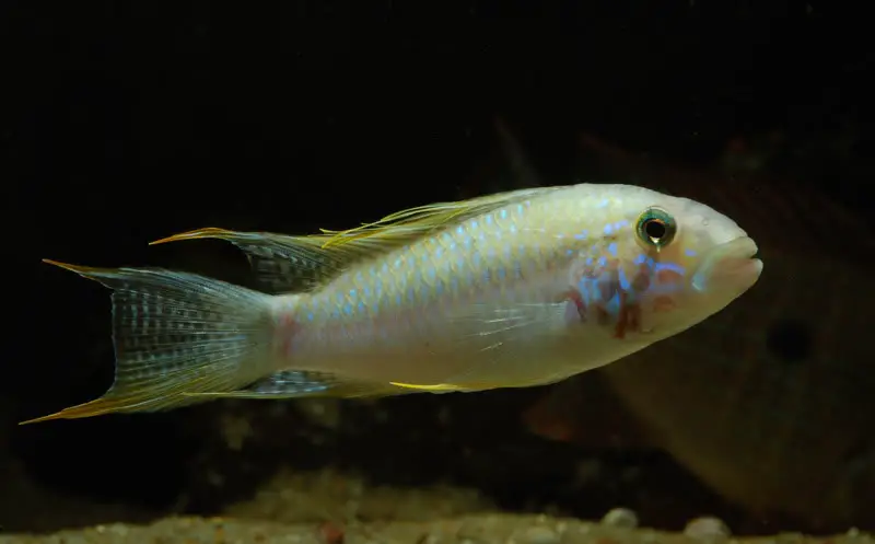 Apistogramma sp. kelleri photo