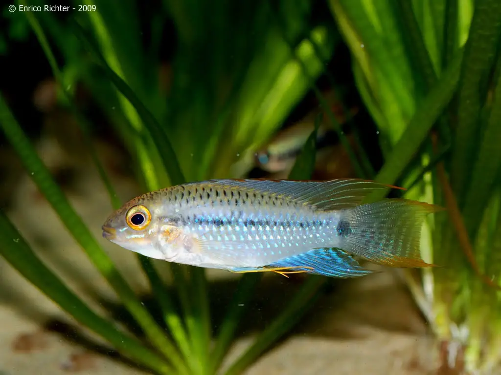 Apistogramma steindachneri photo