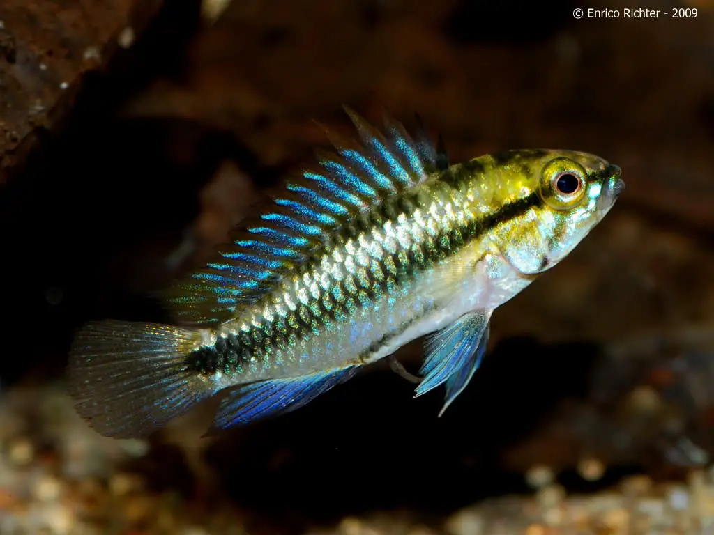 Apistogramma trifasciata photo