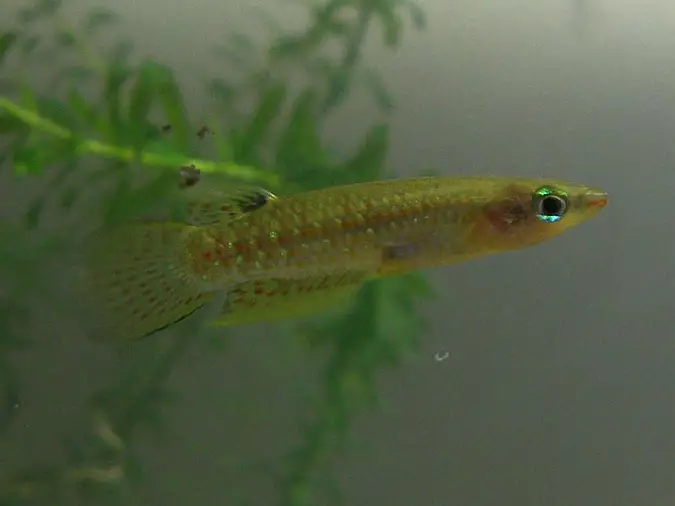 Aplocheilus parvus photo