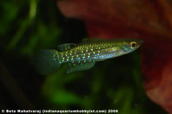 Aplocheilus blockii photo