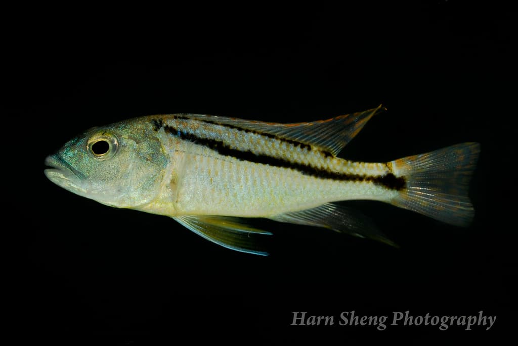 Aristochromis christyi photo