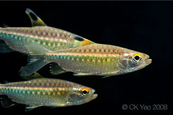 Arnoldichthys spilopterus photo