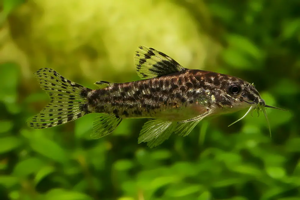 Aspidoras pauciradiatus photo