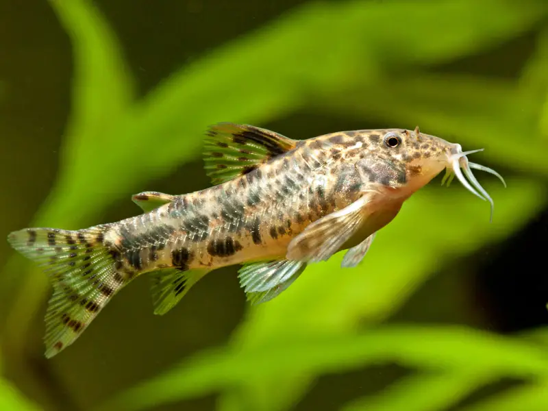 Aspidoras taurus photo