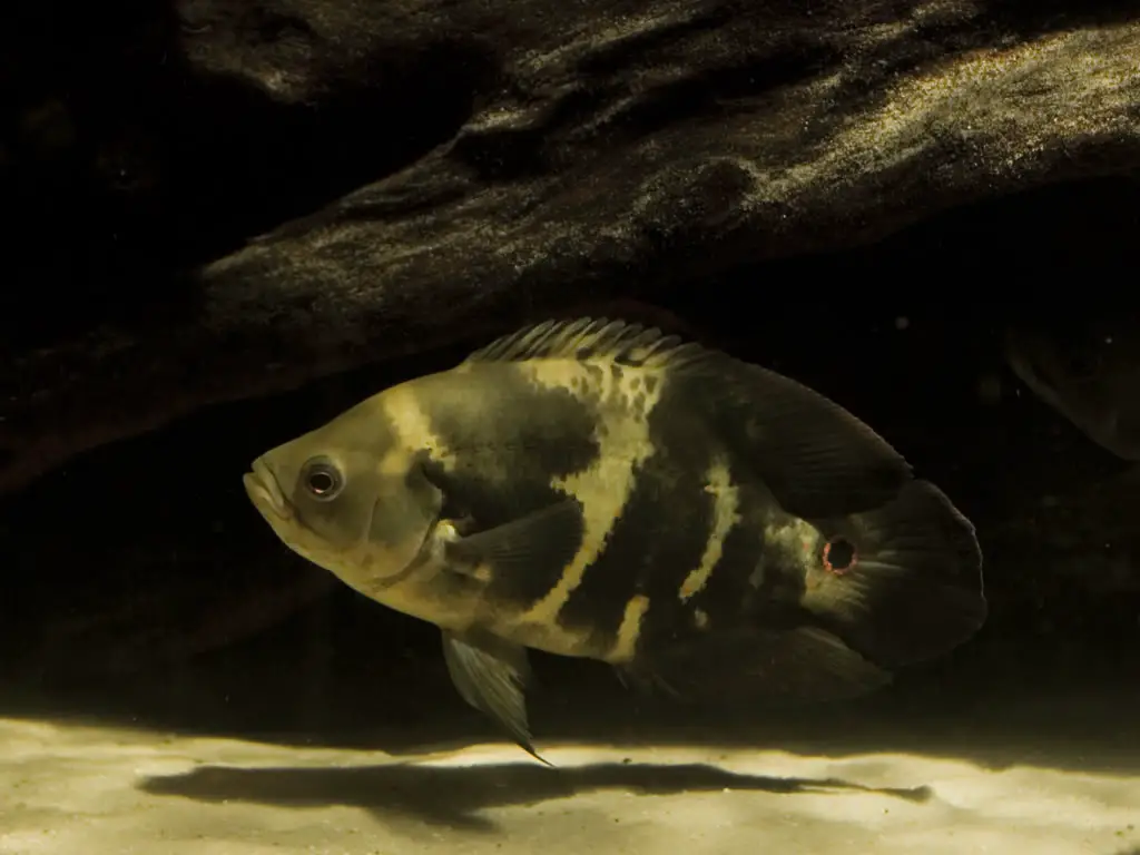Astronotus ocellatus photo